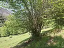 Venda a La Massana 8